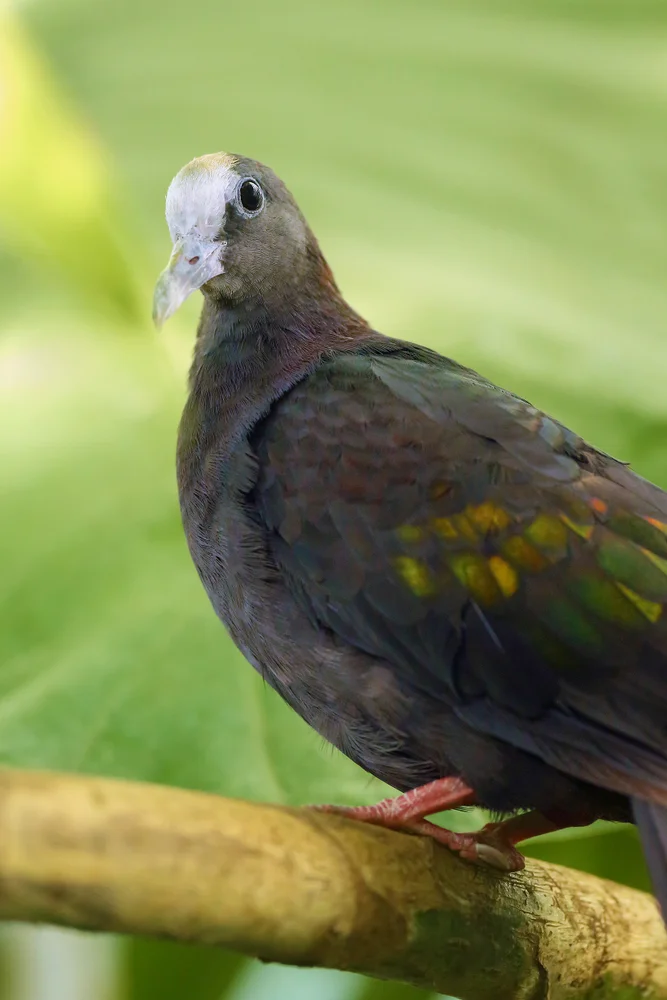 Neuguinea-Fruchttaube (Henicophaps foersteri)