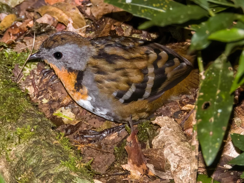 Neuguinea-Ioras (Orthonyx novaeguineae)