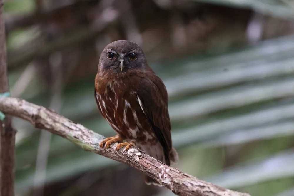 Neuguinea-Waldkauz (Ninox squamipila)