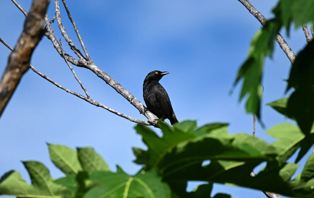 Neukaledonien-Raupenfänger (Coracina caledonica)