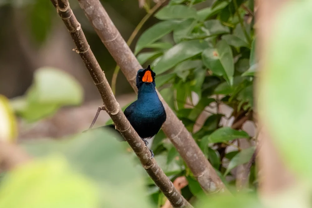 Neukaledonischer Schnäppertyrann (Myiagra caledonica)