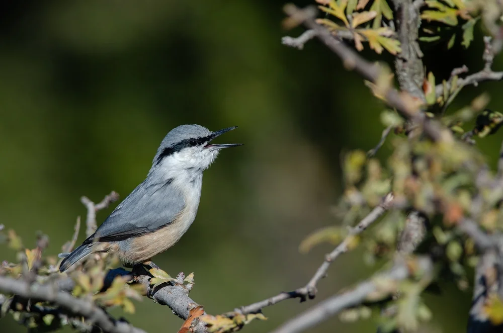 Neumayers Kleiber (Sitta neumayer)