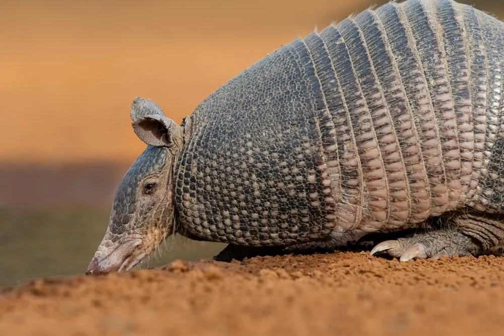 Neunbinden-Gürteltier