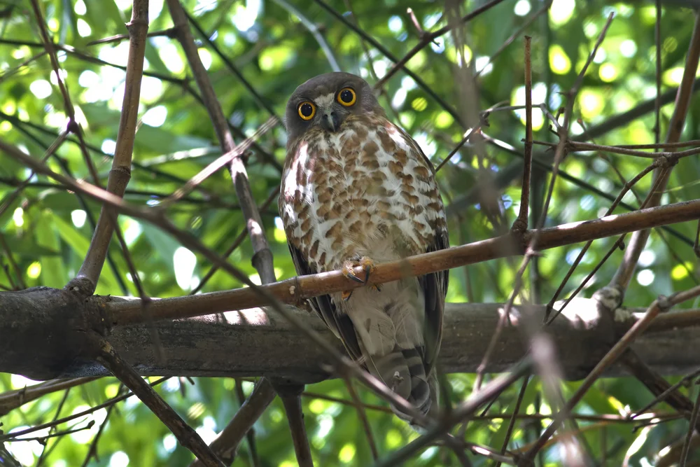 Neuseeländische Morepork (Ninox scutulata)