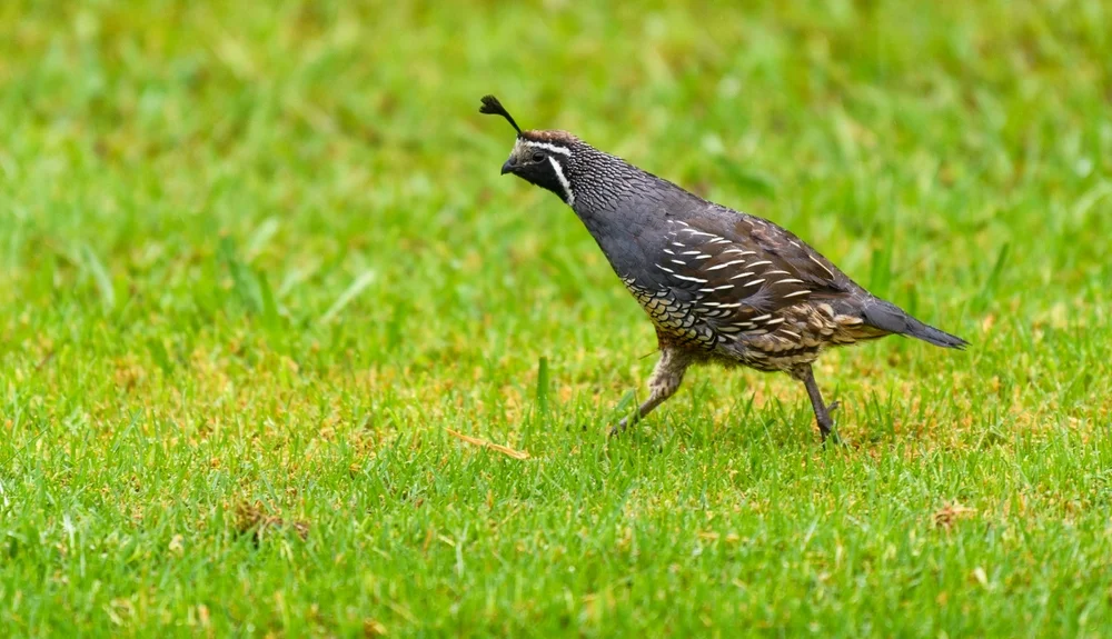 Neuseeländische Wachtel (Coturnix novaezelandiae)
