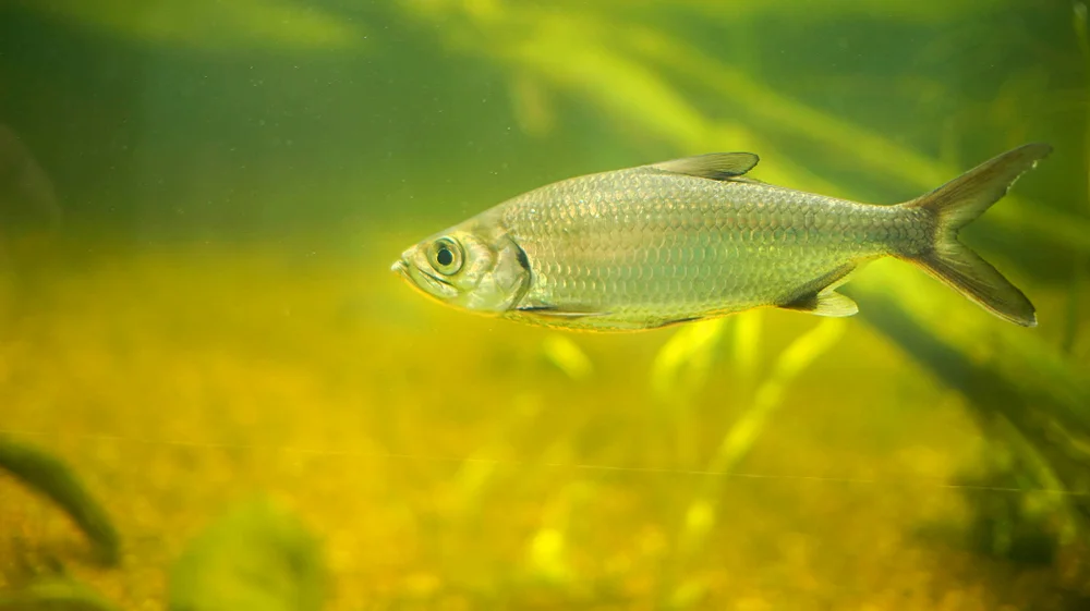 Neuseeländischer Äschensalmler (Prototroctes maraena)