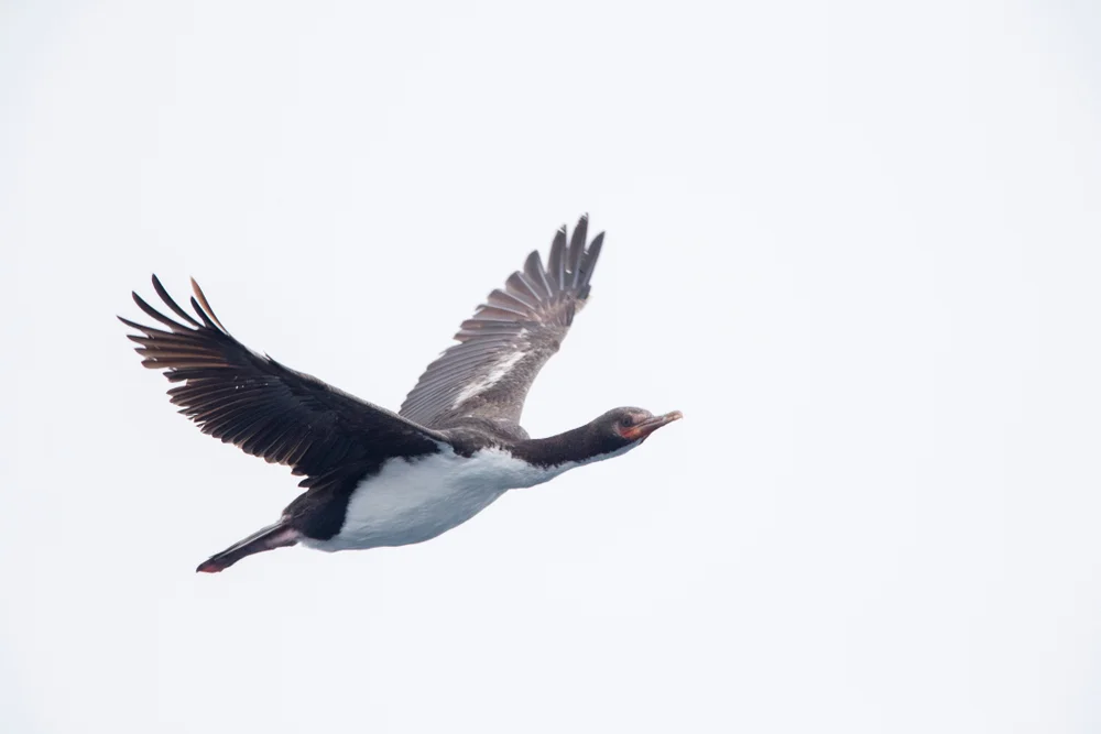 Neuseeländischer Kormoran (Phalacrocorax ranfurlyi)