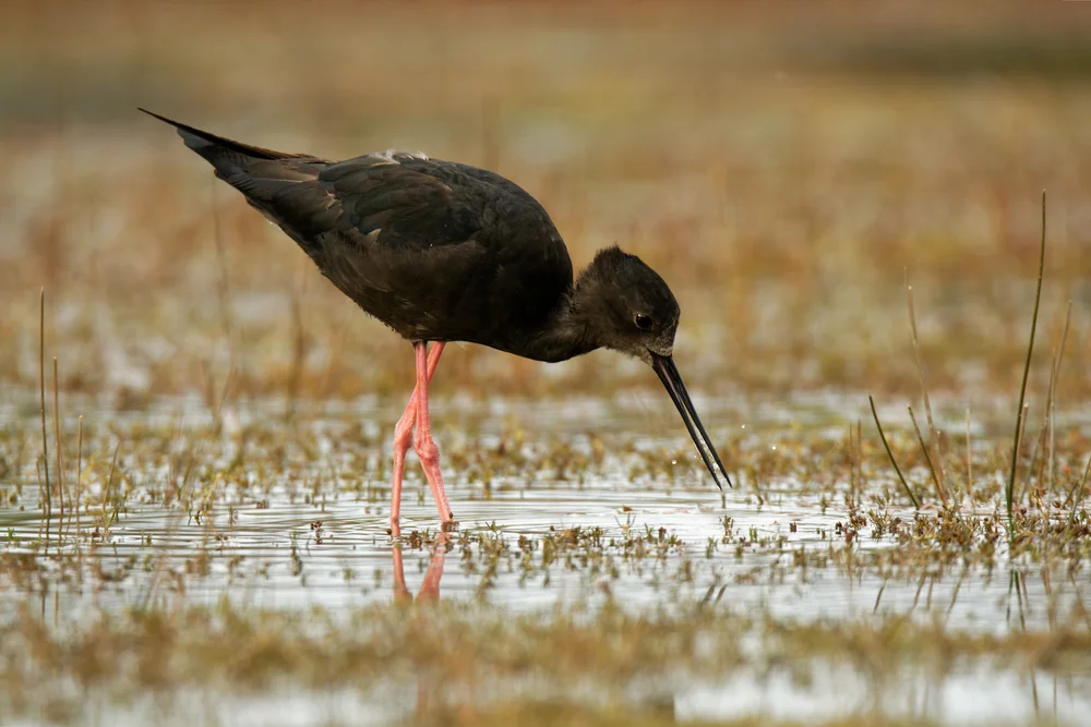 Neuseeländischer Stelzenläufer (Himantopus novaezelandiae)