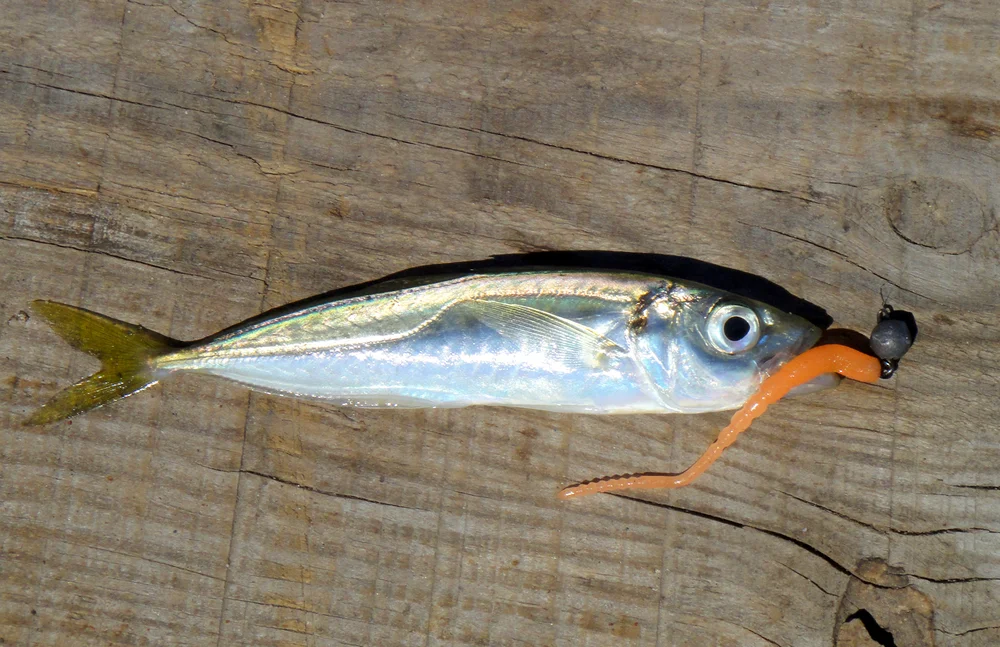 Neuseeländischer Stöcker (Trachurus novaezelandiae)