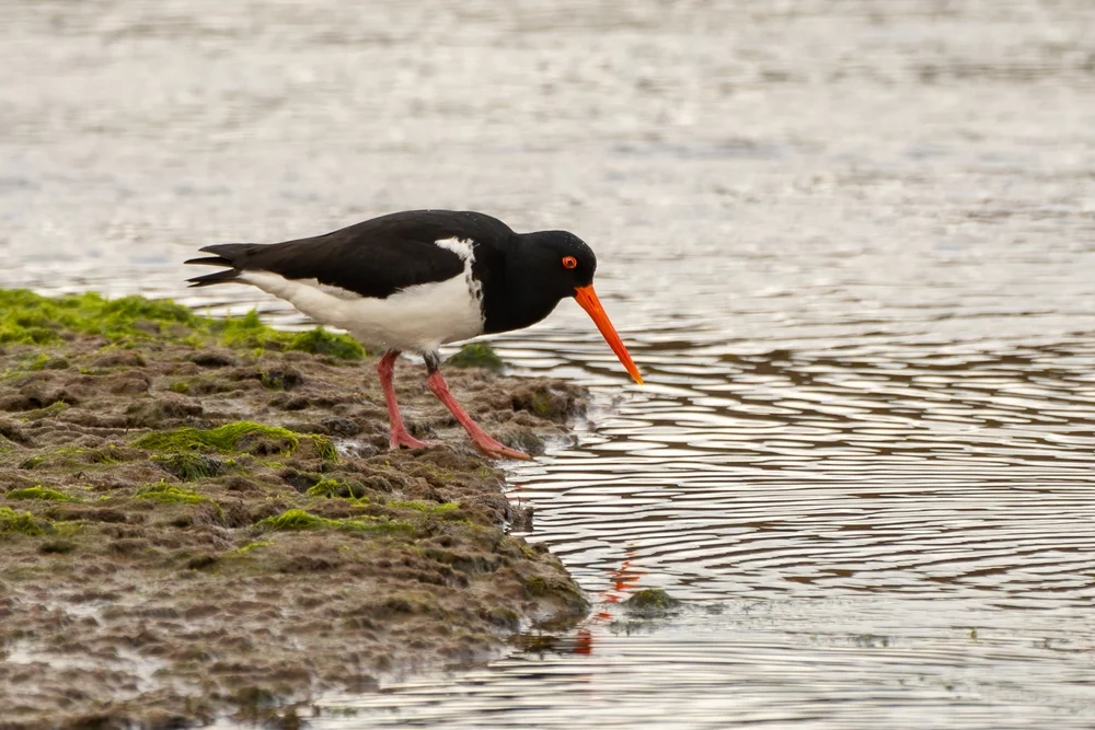 Neuseeland-Austernfischer (Haematopus finschi)