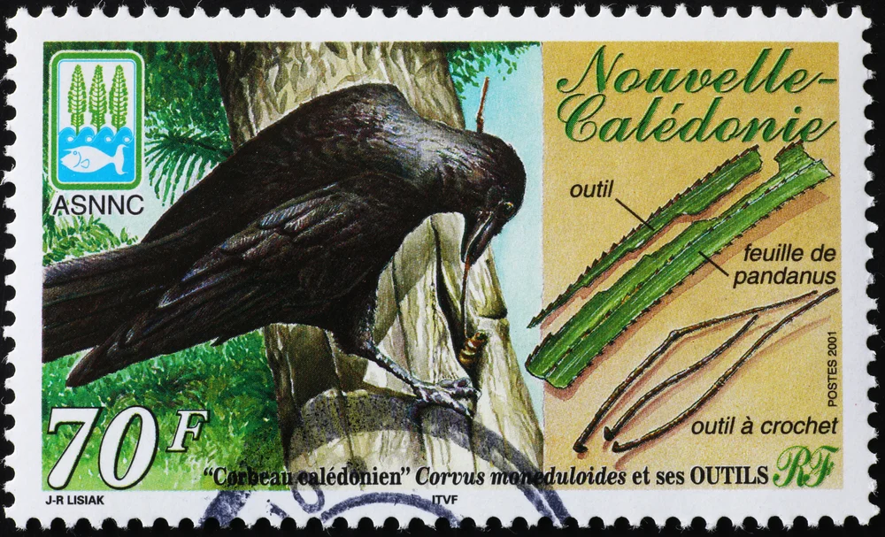 Neuseeland Krähe (Corvus moneduloides)