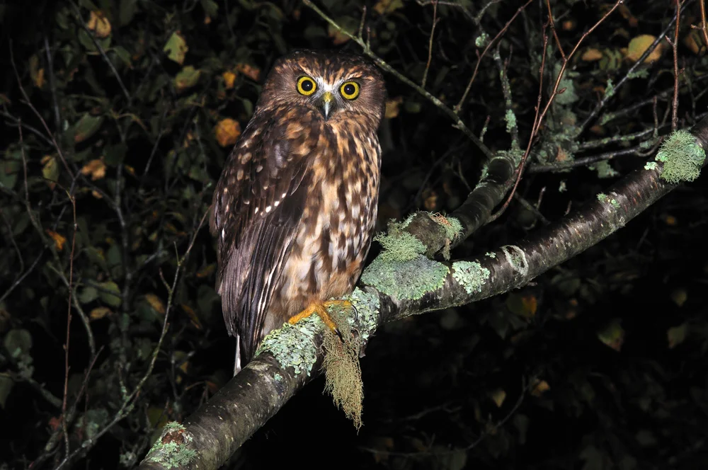 Neuseeland-Kuckuckskauz (Ninox novaeseelandiae)