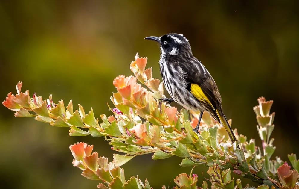 Neusüdwales-Honigfresser (Phylidonyris novaehollandiae)