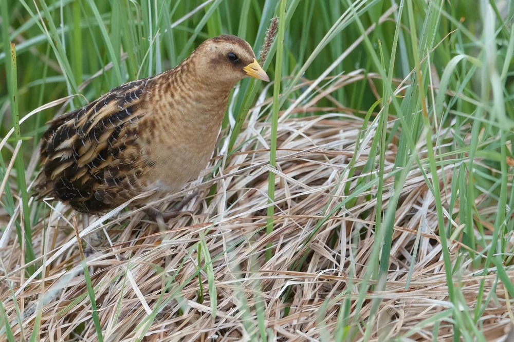 New Yorker Wachtelkönig (Coturnicops noveboracensis)