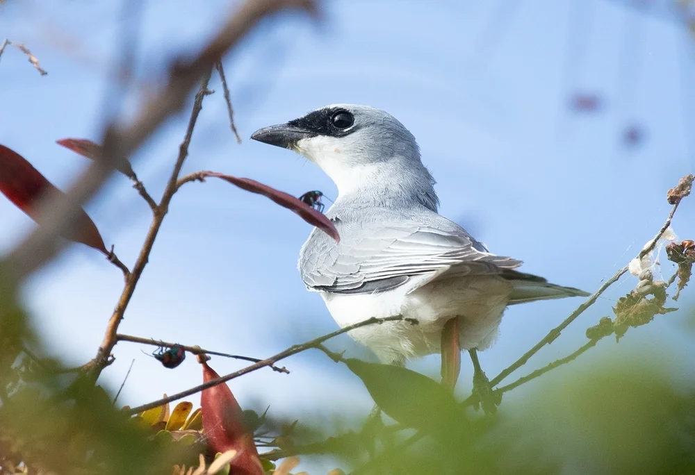 Newtons Raupenfänger (Coracina newtoni)