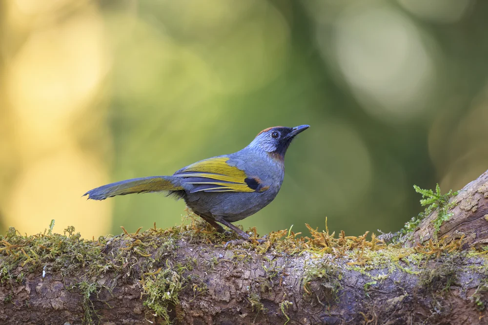 Ngoclinh-Schuppentimalie (Trochalopteron ngoclinhensis)