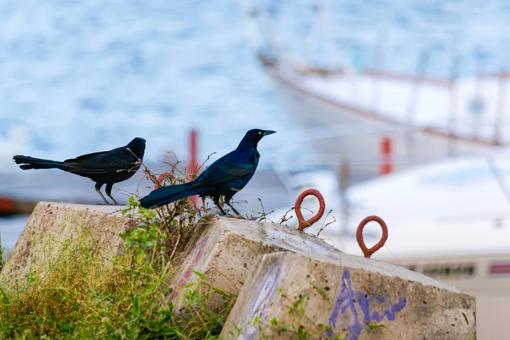 Nicaragua-Trupial (Quiscalus nicaraguensis)