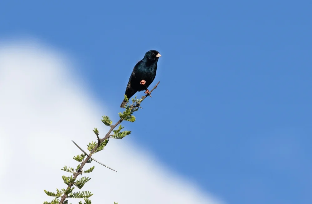 Nigeriae-Paradieswitwe (Vidua nigeriae)