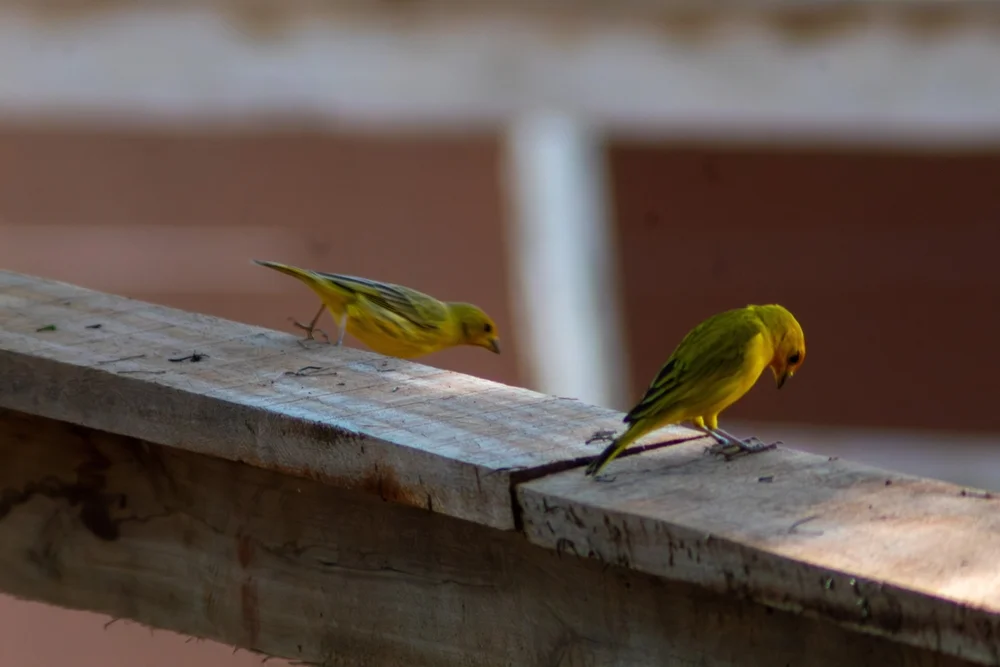 Nightingale-Insel Grasammer (Nesospiza questi)