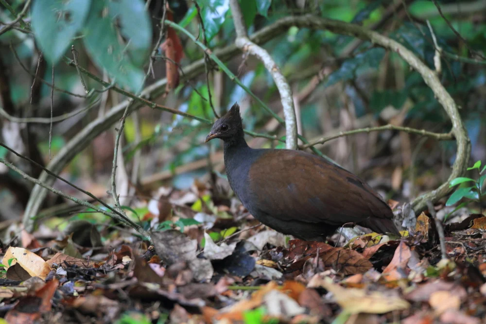 Nikobaren-Megapode (Megapodius nicobariensis)