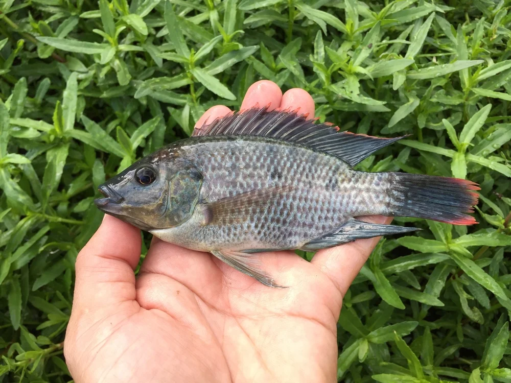 Nil-Buntbarsch (Oreochromis niloticus)