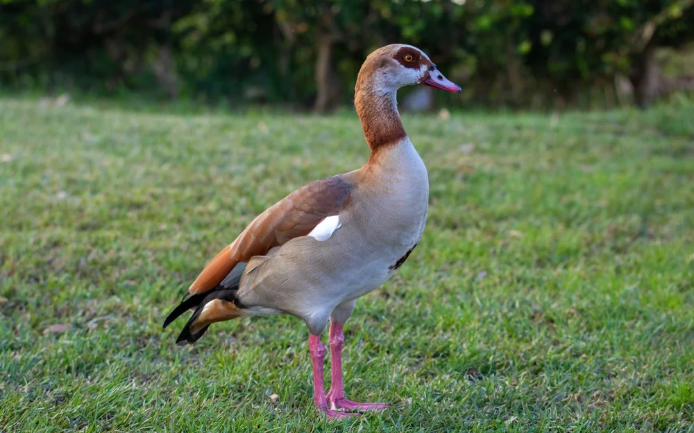 Nilgans