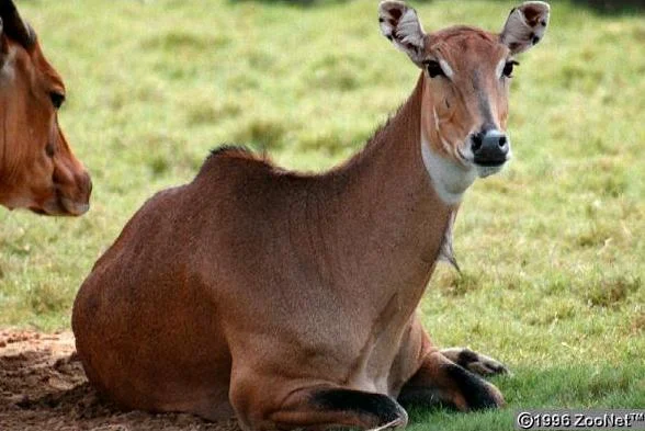 Nilgauantilope