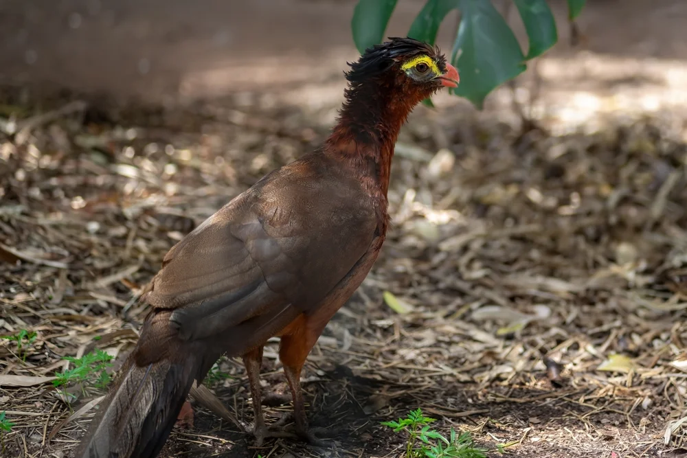 Nocturnal Curassow (Nothocrax urumutum)