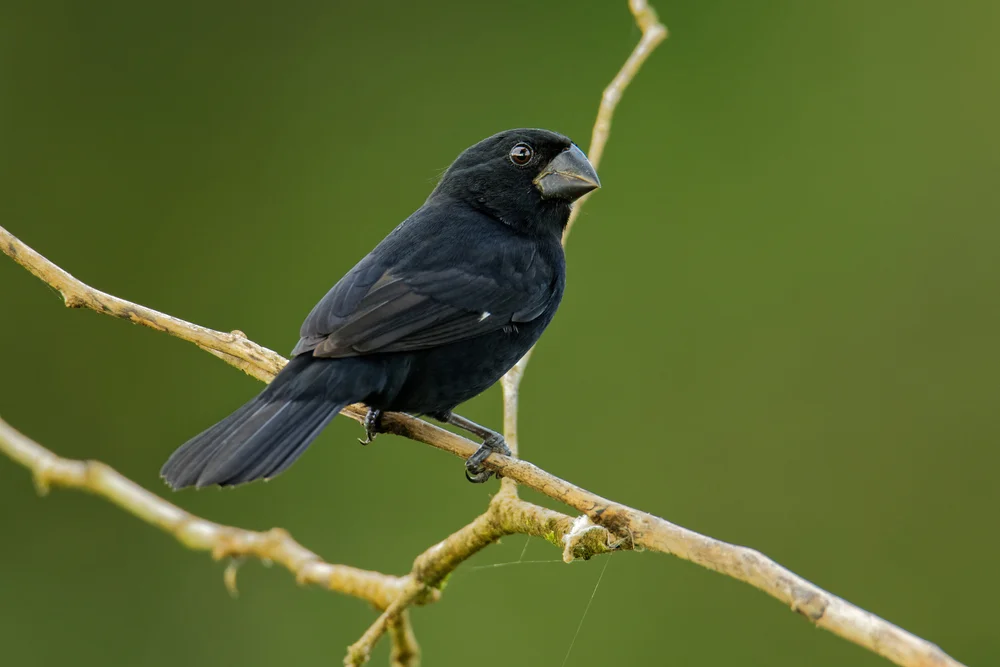 Nördliche Reisammer (Oryzoborus nuttingi)