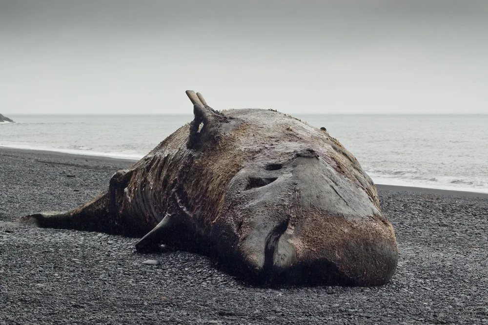 Nördlicher Entenwal