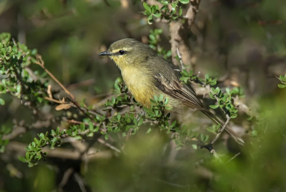 Nördlicher Flötenvogel (Stigmatura napensis)