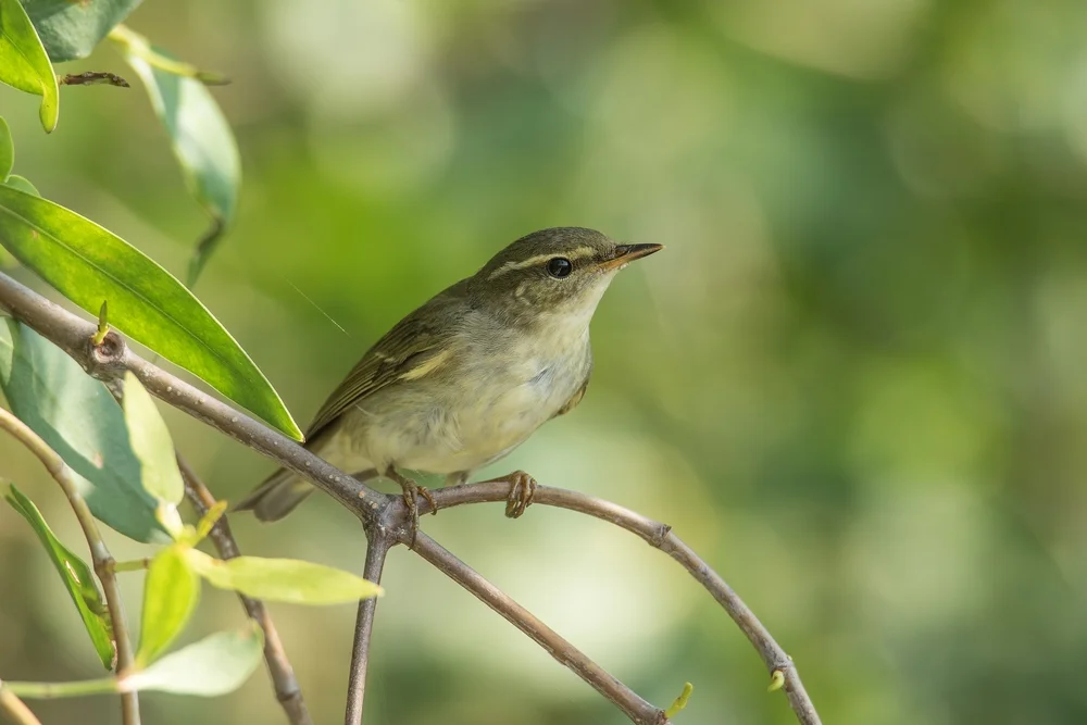 Nördlicher Laubsänger (Phylloscopus)