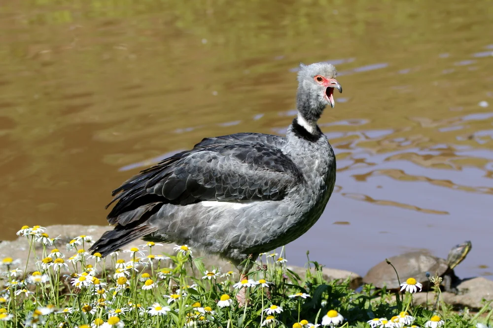 Nördlicher Schreikranich (Chauna chavaria)