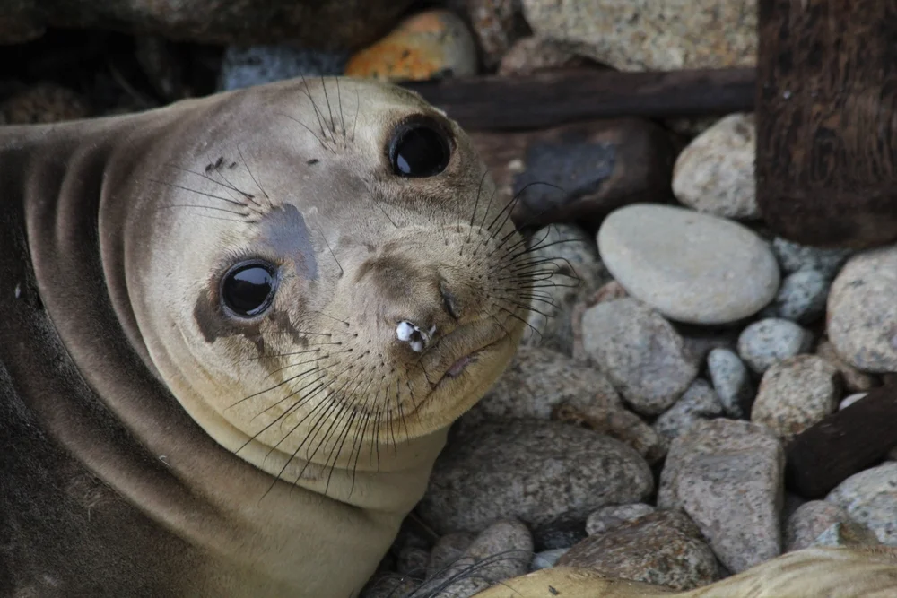 Nördlicher See-Elefant