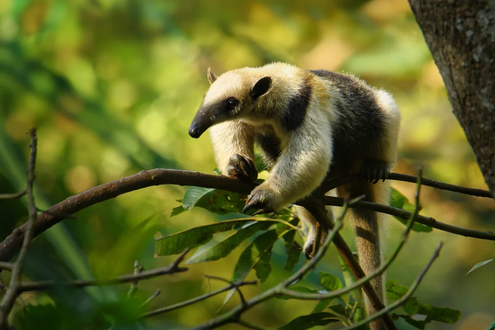 Nördlicher Tamandua
