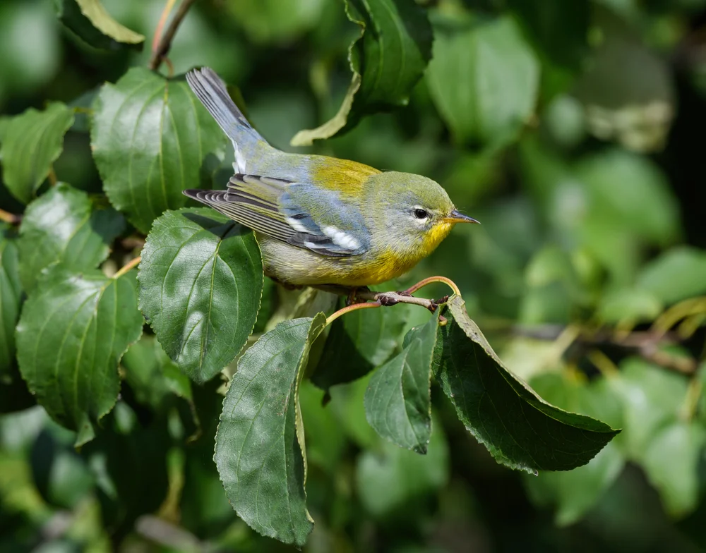 Nördlicher Waldsänger (Setophaga americana)
