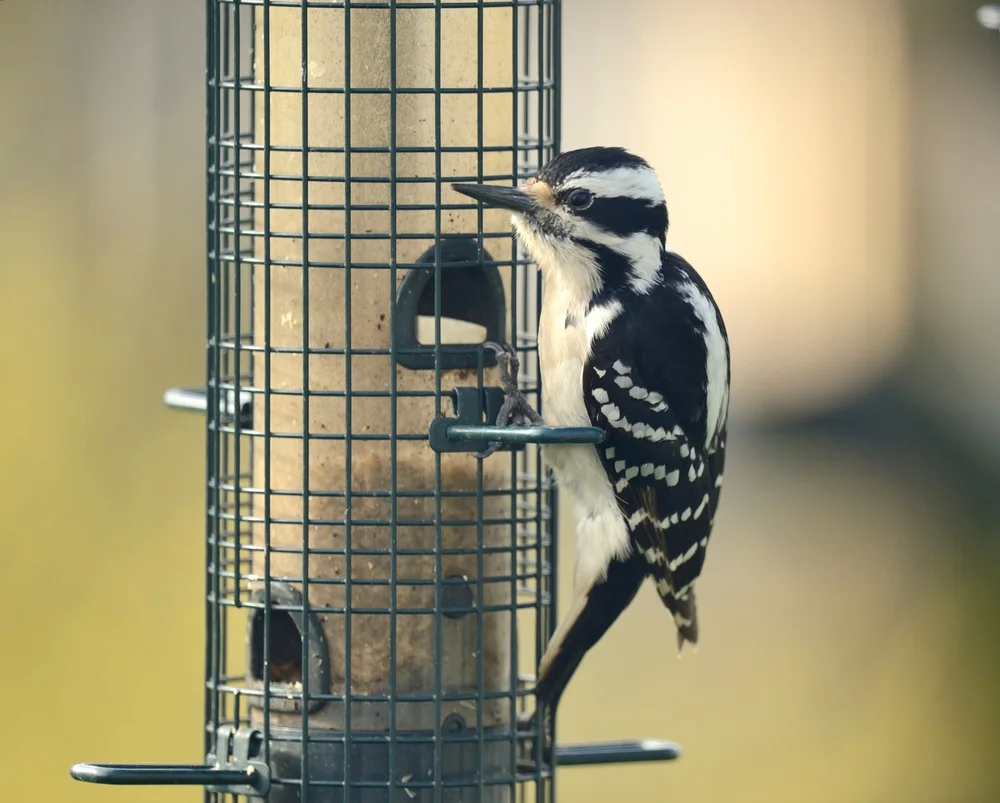 Nördlicher Weißrückenspecht (Leuconotopicus borealis)