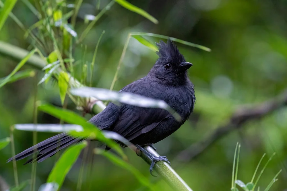 Nördliches Riesensturmtaucher (Mackenziaena severa)