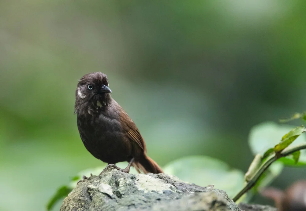 Nonggang-Kurzflügel (Stachyris nonggangensis)