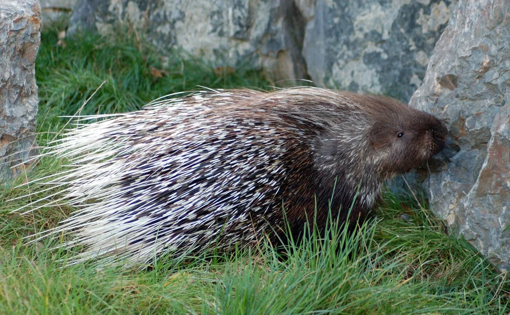 Nordafrikanisches Stachelschwein