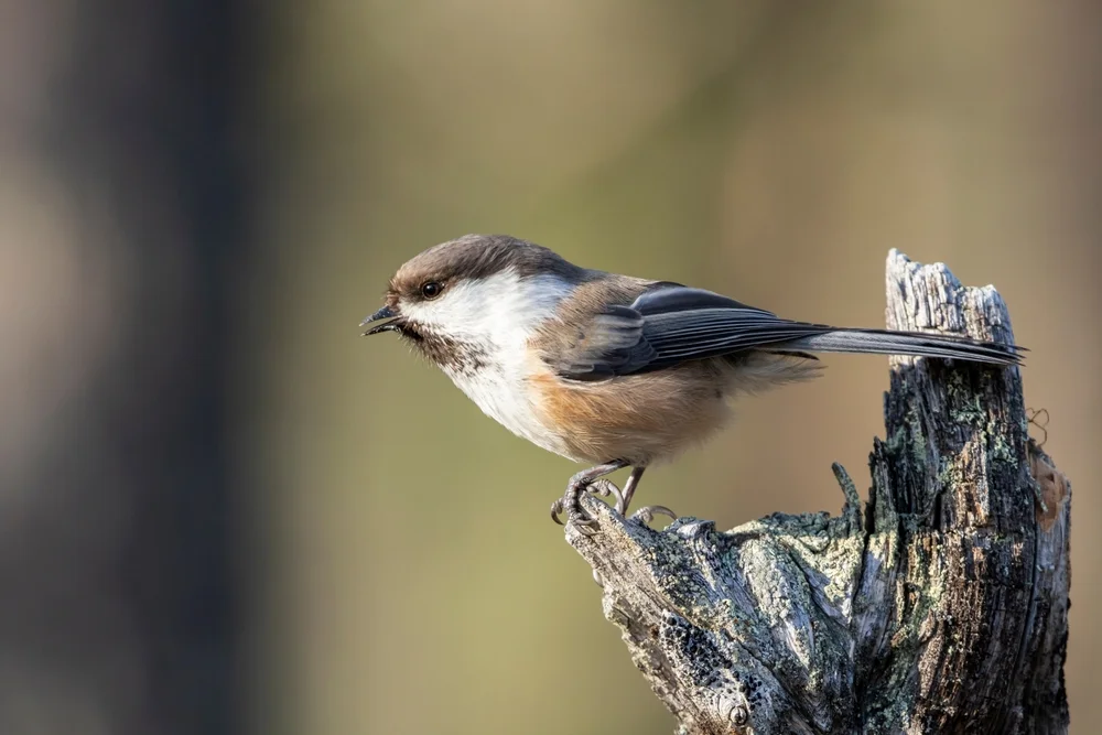 Nordamerikanische Tannenmeise (Poecile hudsonicus)