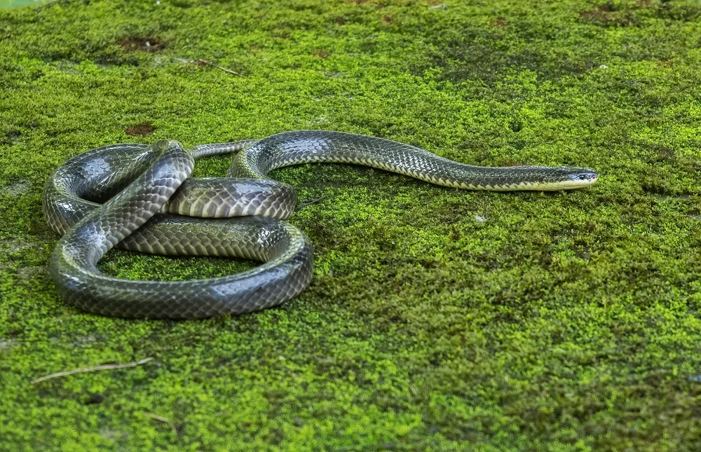 Nordindischer Krait (Bungarus lividus)