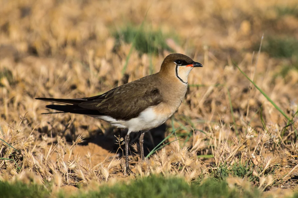 Nordmann-Brachschwalbe (Glareola nordmanni)