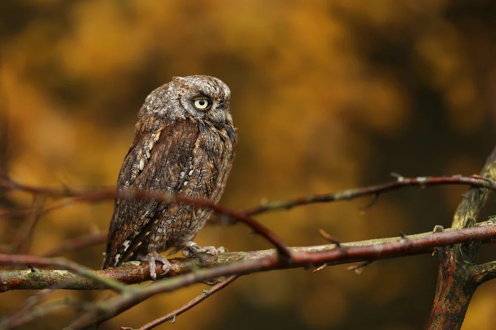 Nordmolukken-Zwergohreule (Otus manadensis)