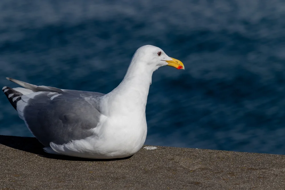 Nordpazifikmöwe (Larus glaucescens)