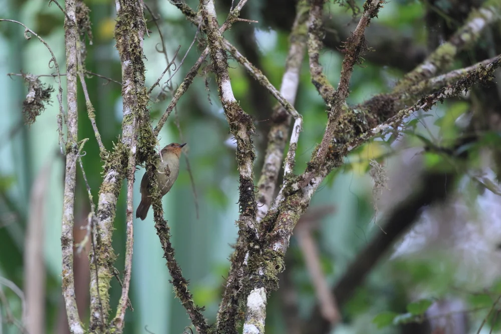 Nouhuys' Seidenlaubsänger (Sericornis nouhuysi)