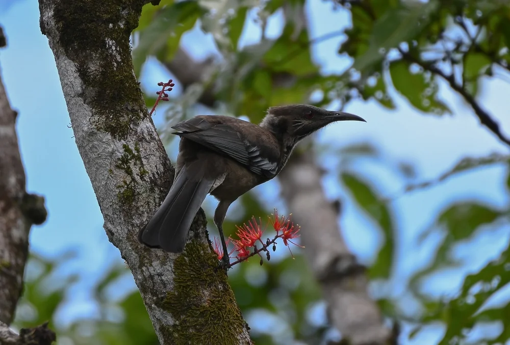 Novizeeland-Lärmbrähe (Philemon diemenensis)
