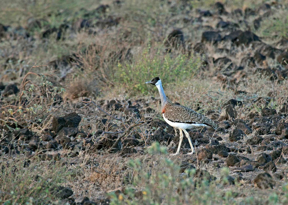 Nubiertrappe (Neotis nuba)
