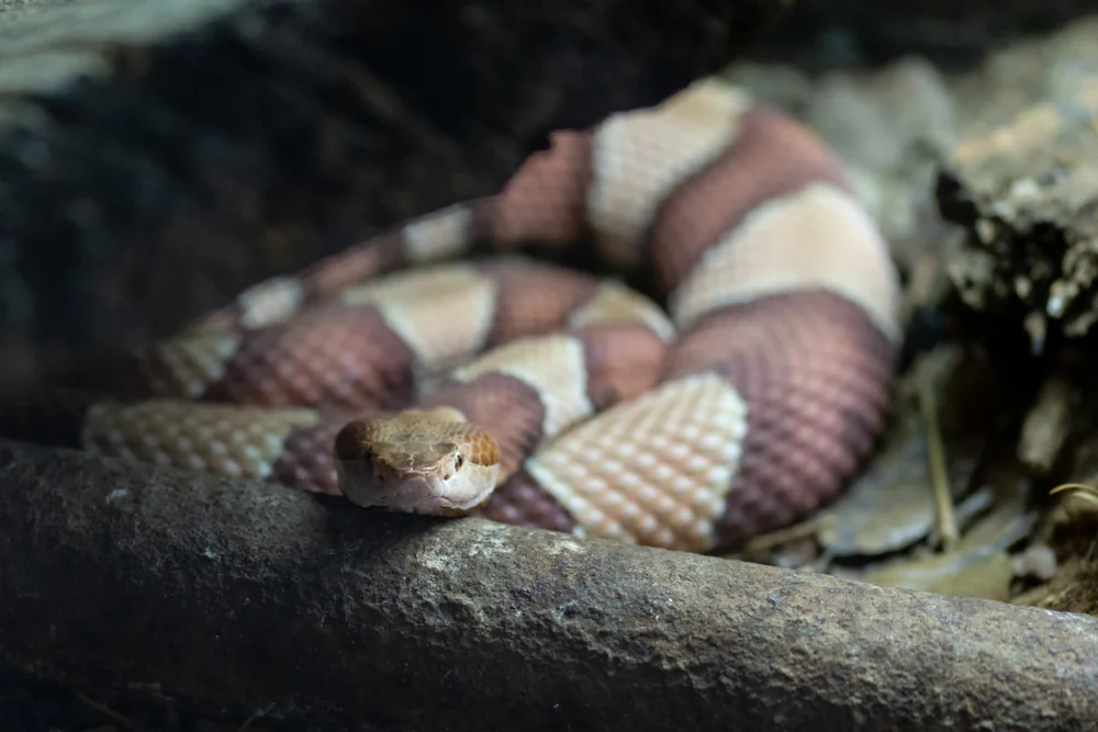 Nubische Speikobra (Naja nubiae)