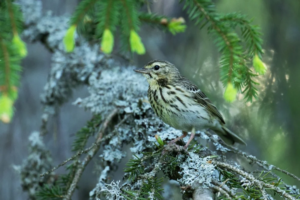 Nyassa-Pieper (Anthus nyassae)